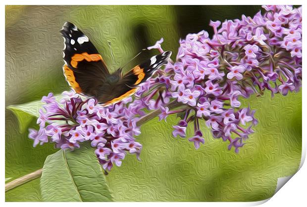 Red Admiral in Oils Print by Darren Frodsham