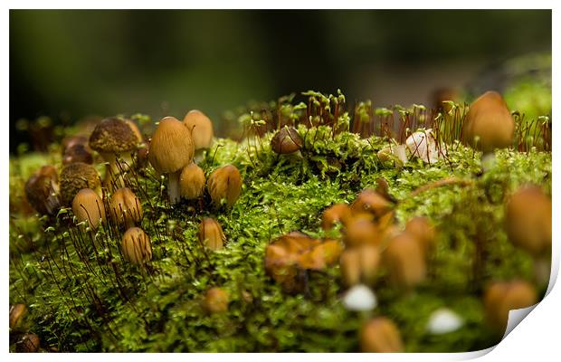 Fungi Landscape Print by Darren Frodsham