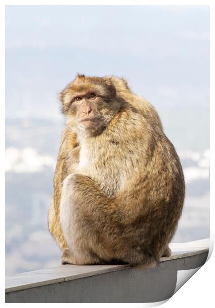 Barbary Macaque in Gibraltar Print by Catherine Joll