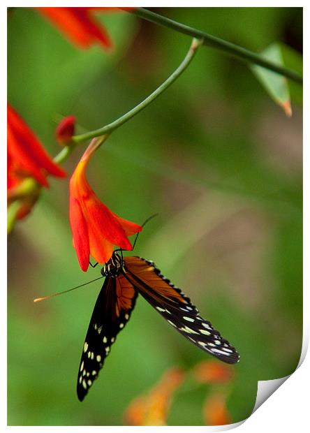 Monarch Butterly Print by Catherine Joll