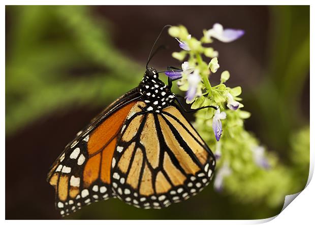 Butterfly Print by Catherine Joll