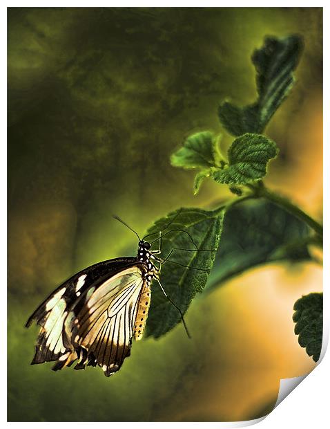 Butterfly on a leaf Print by Catherine Joll