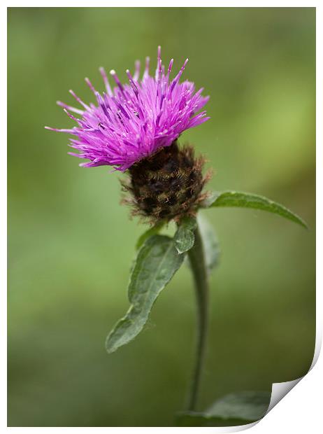  Thistle Print by Catherine Joll