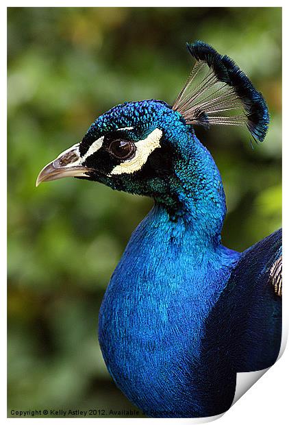 Portrait of a Peacock Print by Kelly Astley