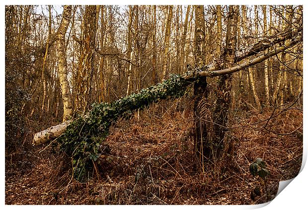 Fallen tree at Kinver Hills Print by Kelly Astley