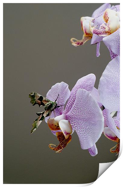 Moth on orchid Print by Kelly Astley