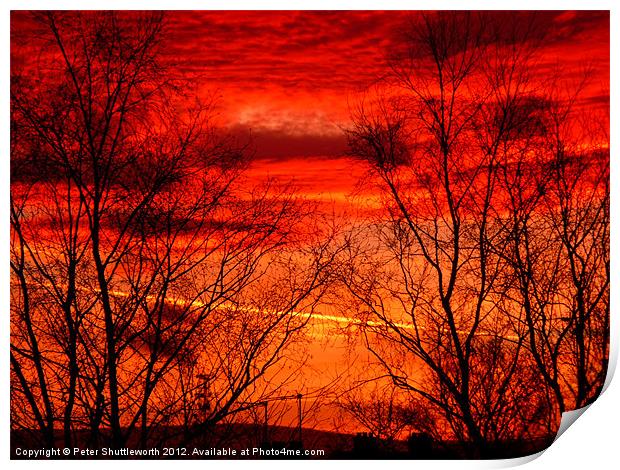Fiery Trees Print by Peter Shuttleworth