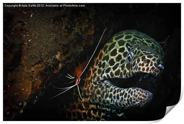 Honeycomb Moray Print by Aziz Saltik