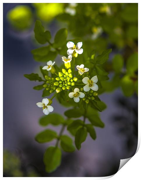 white flowers on pond Print by paul thomas