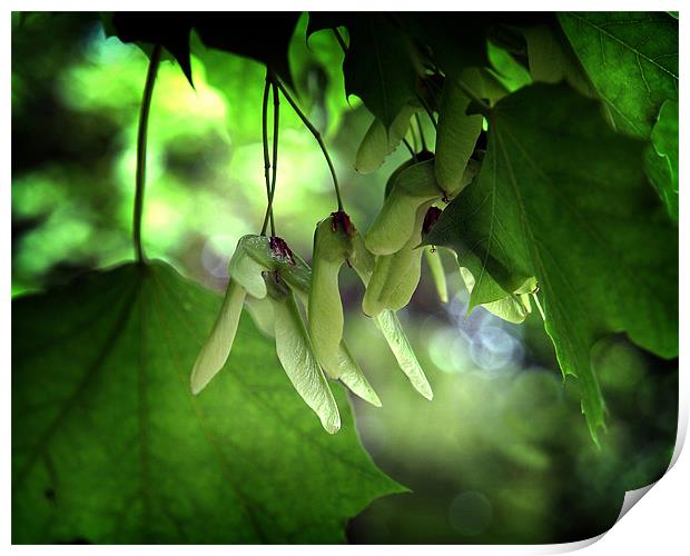 Sycamore seeds in afternoon light Print by David Worthington