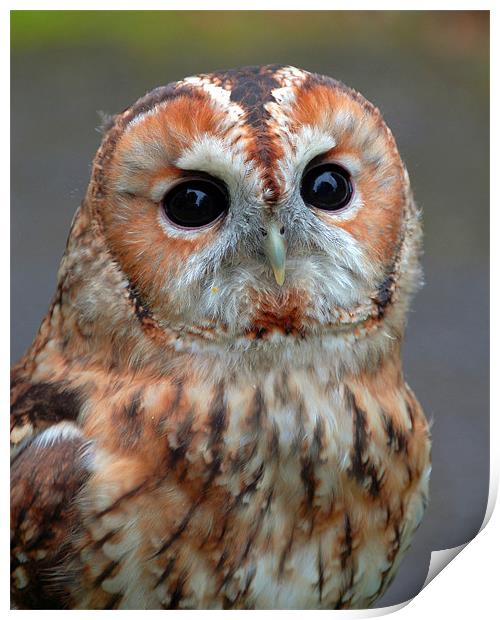 Owl Print by David Worthington