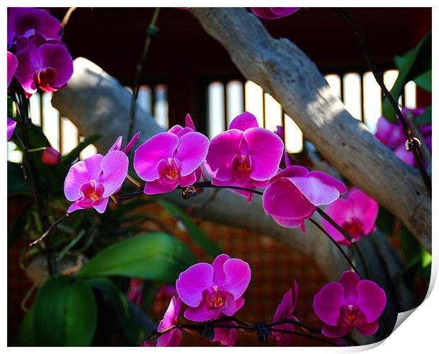 Orchids in Hong Kong roof garden Print by David Worthington