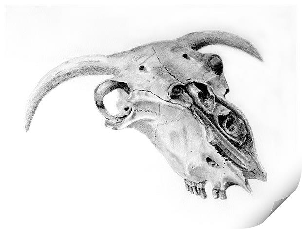 Sheeps Skull sketch Print by David Worthington