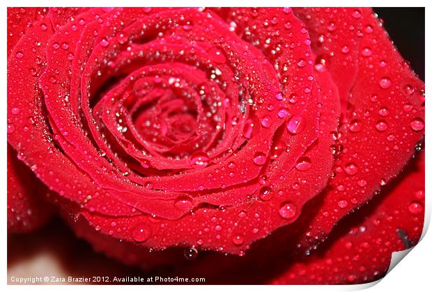 Rose droplets Print by Zara Brazier