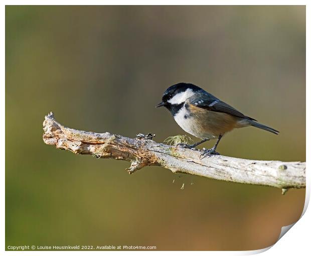 Coal Tit, Parus ater Print by Louise Heusinkveld