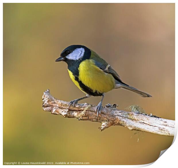 Great Tit, Parus major Print by Louise Heusinkveld