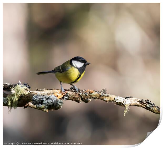 Great Tit, Parus major Print by Louise Heusinkveld