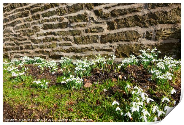 Snowdrops beside a stone wall in Sedbusk, Yorkshire Dales Print by Louise Heusinkveld