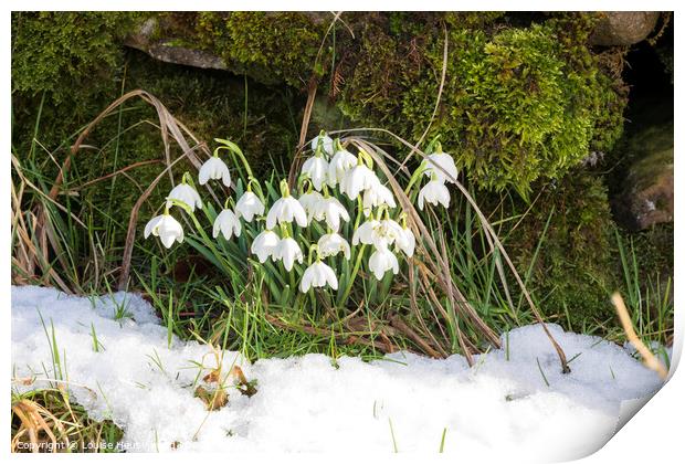 Snowdrops naturalized beside a dry stone wall in Swaledale Print by Louise Heusinkveld
