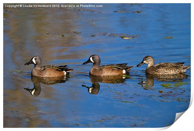 Ducks in a Row Print by Louise Heusinkveld