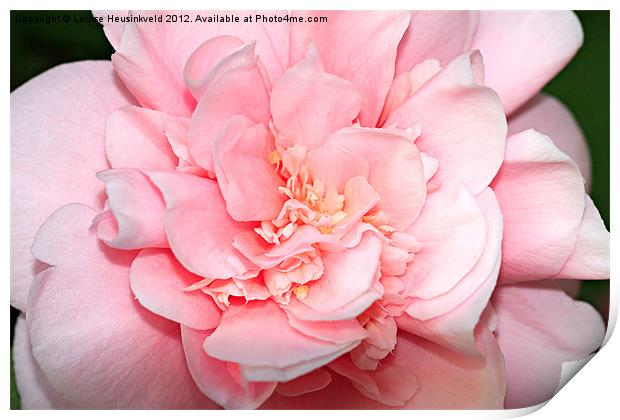 Camellia Print by Louise Heusinkveld