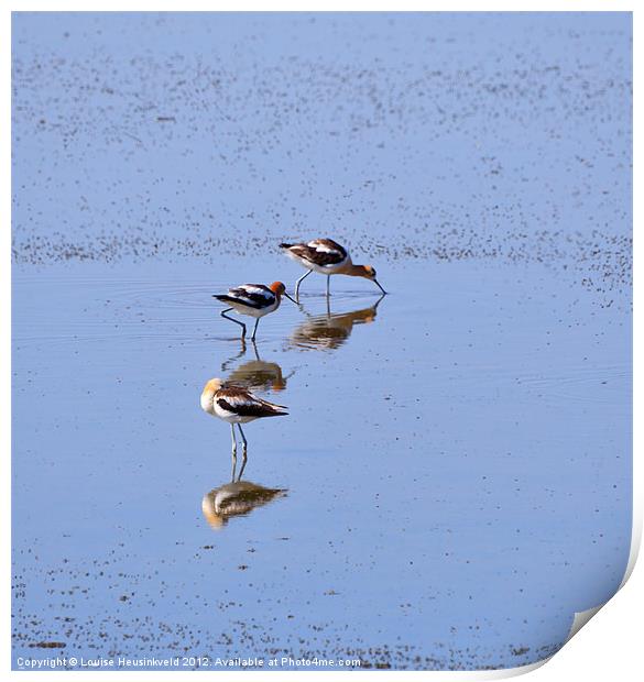American Avocets Print by Louise Heusinkveld
