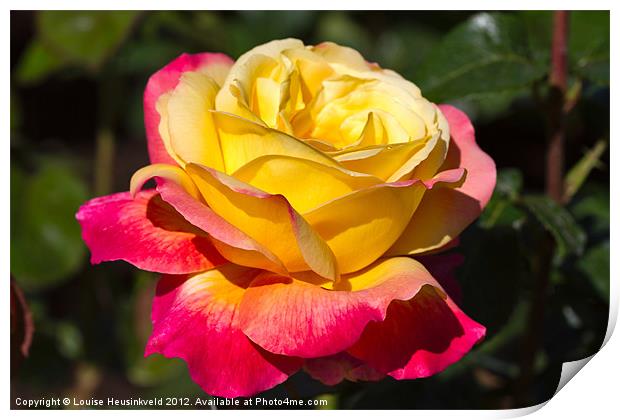 Beautiful yellow and red rose Print by Louise Heusinkveld