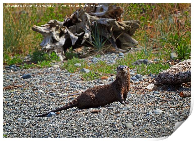 Watchful Otter Print by Louise Heusinkveld