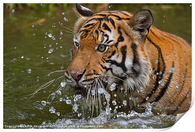 Sumatran tiger Print by Louise Heusinkveld