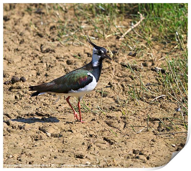 Northern Lapwing, Vanellus vanellus Print by Louise Heusinkveld