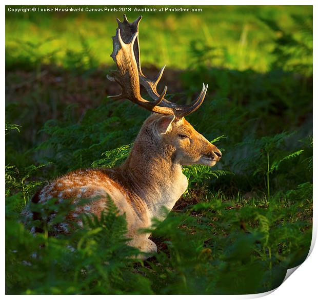 Fallow deer buck at sunrise Print by Louise Heusinkveld