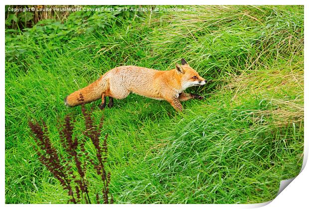 Red Fox in a Hurry Print by Louise Heusinkveld