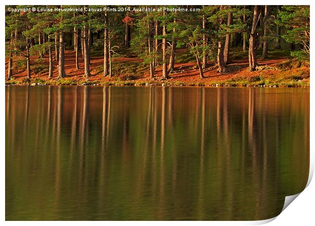 Pine forest and still waters of the loch at dawn Print by Louise Heusinkveld