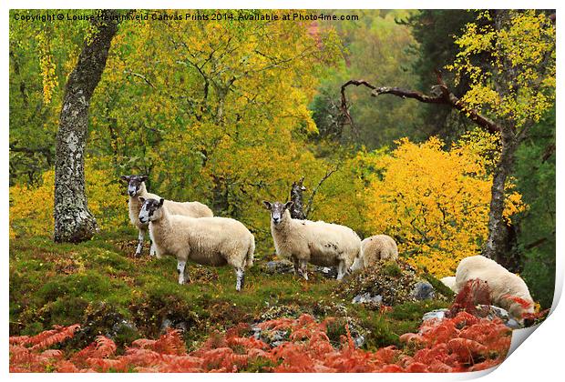 Sheep Grazing in Glen Strathfarrar, Scotland Print by Louise Heusinkveld