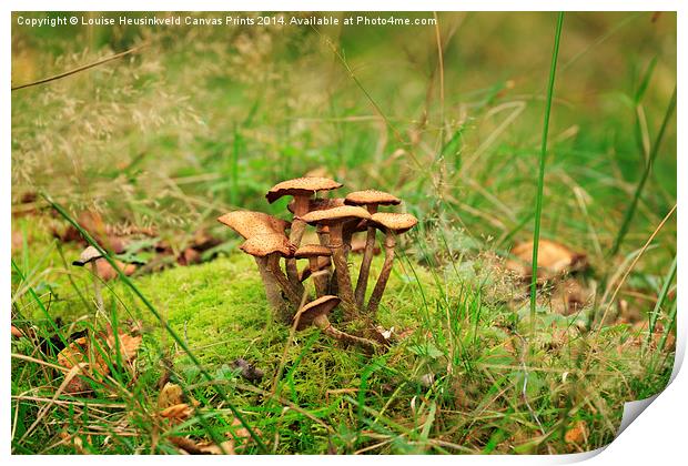 Honey Fungus Print by Louise Heusinkveld