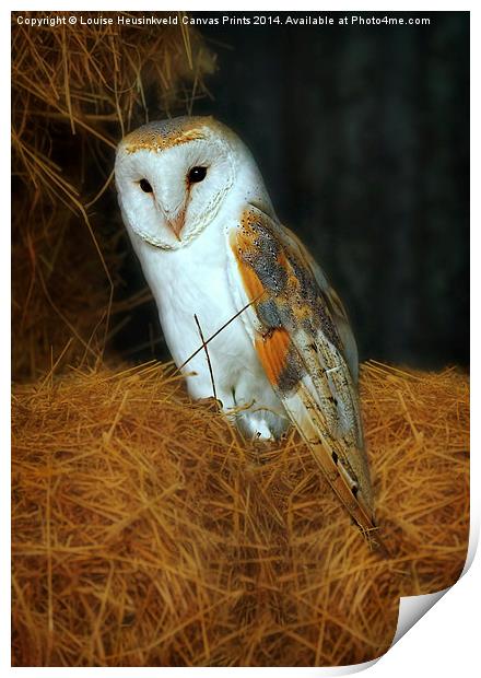 Barn Owl, Tyto alba Print by Louise Heusinkveld