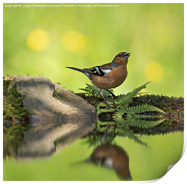 Singing Chaffinch Print by Louise Heusinkveld