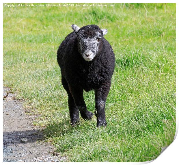 Black Herdwick lamb running in the grass in the La Print by Louise Heusinkveld