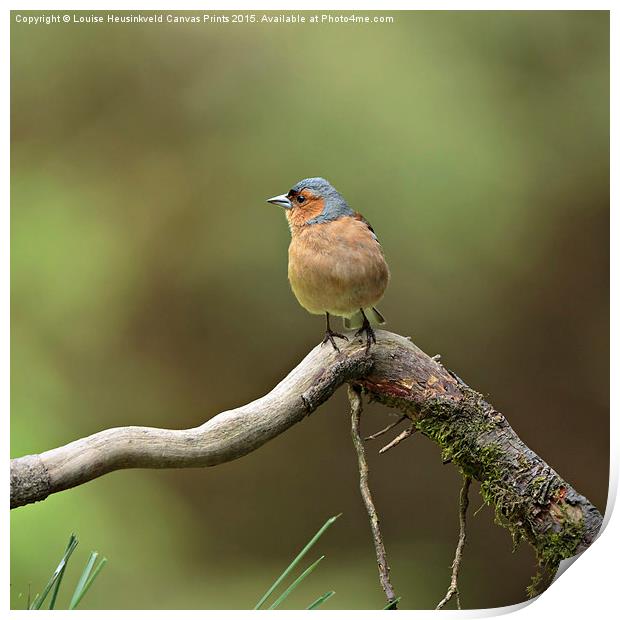 Common Chaffinch Print by Louise Heusinkveld