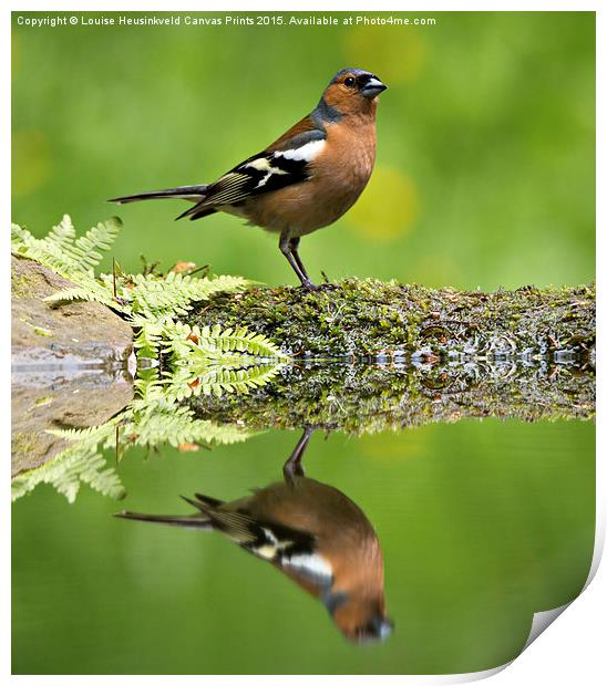 Common Chaffinch, Fringilla coelebs, male Print by Louise Heusinkveld