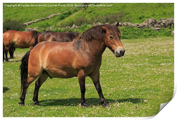 Exmoor ponies grazing Print by Louise Heusinkveld
