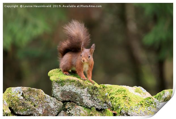 red squirrel, Sciurus vulgaris, looking alert Print by Louise Heusinkveld