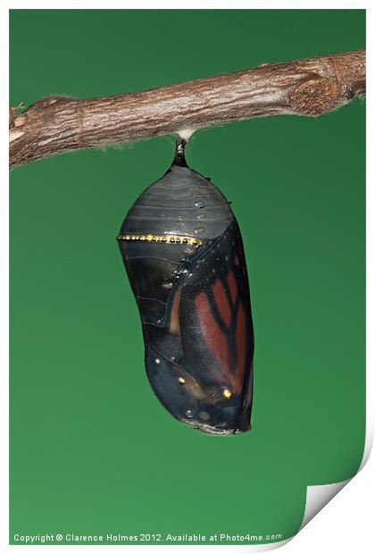 Monarch Butterfly Chrysalis III Print by Clarence Holmes