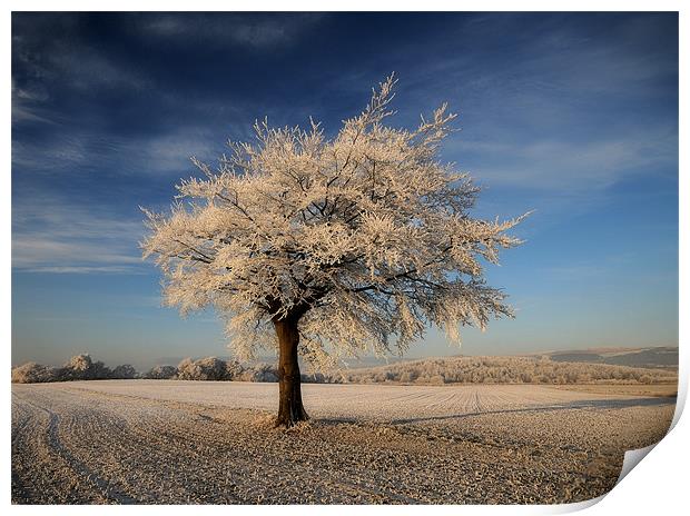 Frosted tree Print by Robert Fielding