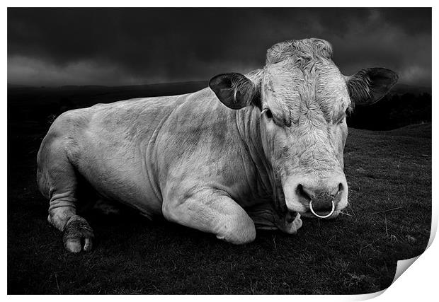 A bull called Emo Print by Robert Fielding