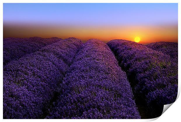 Lavender sunset Print by Robert Fielding