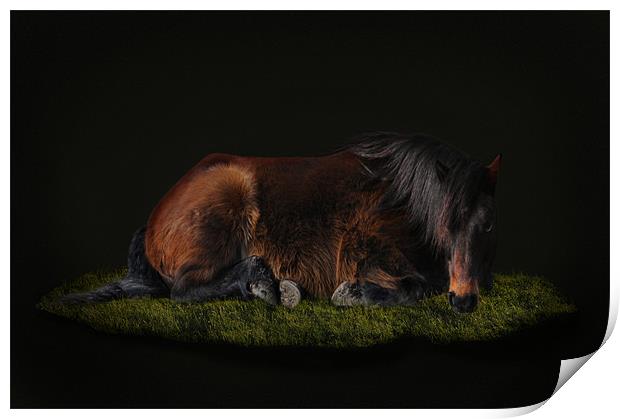 Portrait of a horse Print by Robert Fielding