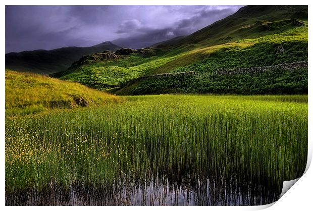 Alcock Tarn in summer Print by Robert Fielding