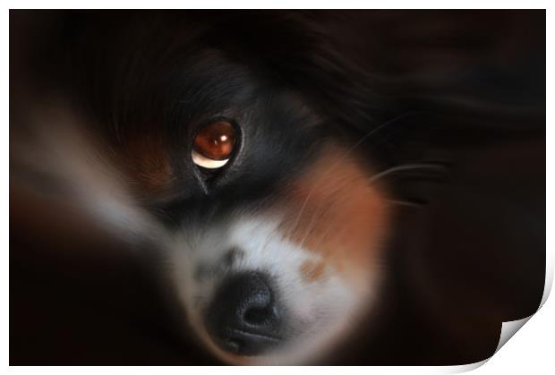 King Charles puppy Print by Robert Fielding