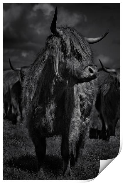 West highland cow Print by Robert Fielding